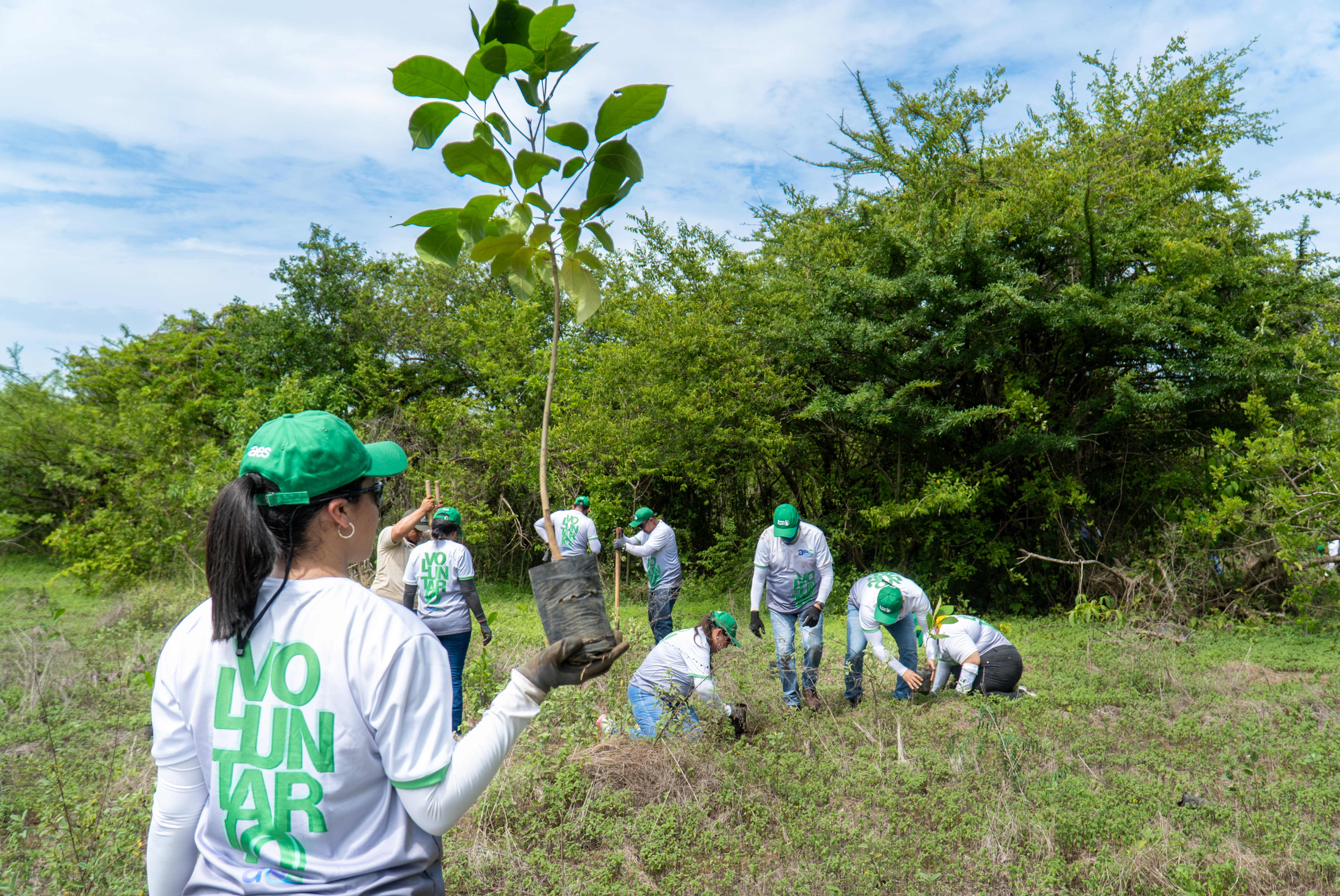 Una voluntaria, vista desde atrás, con una gorra verde y una camiseta blanca con la palabra "VOLUNTARIO" en verde, sostiene una pequeña planta con un cepellón en primer plano. Detrás de ella, un grupo de aproximadamente seis personas, también con gorras verdes y camisetas blancas, están dispersas en un campo de tierra y hierba, algunos agachados, participando en lo que parece ser una actividad de plantación de árboles. Al fondo, hay una densa vegetación verde bajo un cielo azul brillante con algunas nubes.