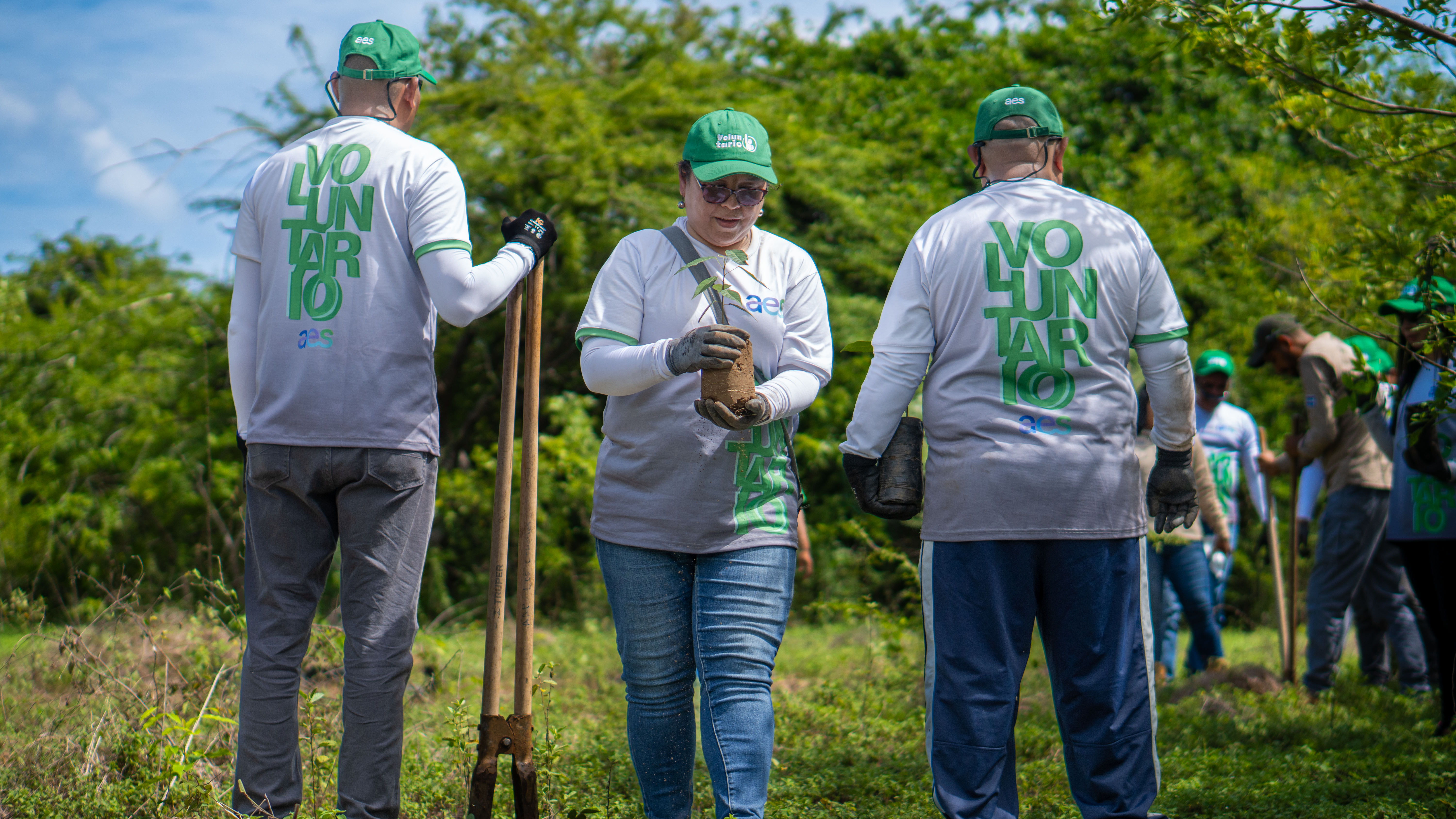Tres voluntarios, dos hombres y una mujer, están de pie en un campo abierto rodeado de vegetación verde. La mujer, en el centro, sostiene una planta en un cepellón y lleva una gorra verde, lentes de sol, una camiseta blanca con el logo "aes" y jeans. Los dos hombres a sus lados, de espaldas a la cámara, visten gorras verdes y camisetas blancas que dicen "VOLUNTARIO" en verde. Uno de ellos apoya una pala de doble punta en el suelo.