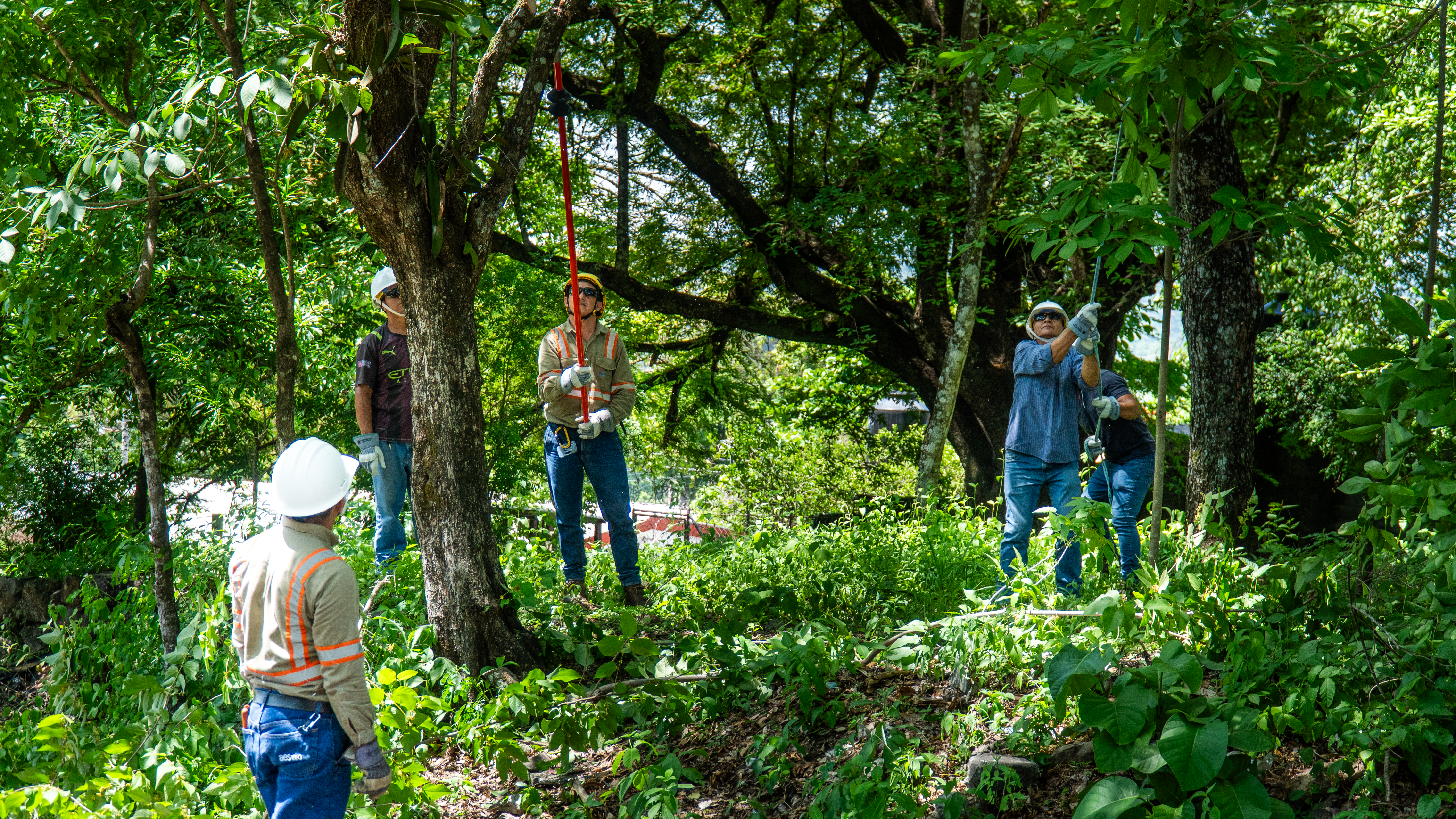 Un grupo de cinco hombres, que parecen ser trabajadores de servicios públicos, está parado en un entorno exterior frondoso. Uno de los hombres, en el centro, usa una podadora de extensión roja para alcanzar las ramas de un árbol. Los otros hombres, que llevan cascos de seguridad blancos y amarillos, guantes y camisas de trabajo, observan. Están rodeados de mucha vegetación verde y árboles bajo un cielo soleado.