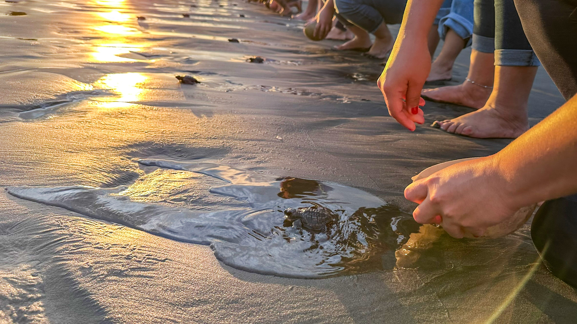 Varias personas en cuclillas en una playa arenosa al atardecer, liberando pequeñas tortugas marinas recién nacidas. Las manos de una persona en primer plano guían a una tortuga hacia el agua que retrocede. El sol poniente crea un resplandor dorado en la arena mojada y el océano. Se pueden ver los pies descalzos de otras personas y más tortugas pequeñas en la distancia, dirigiéndose hacia el mar.