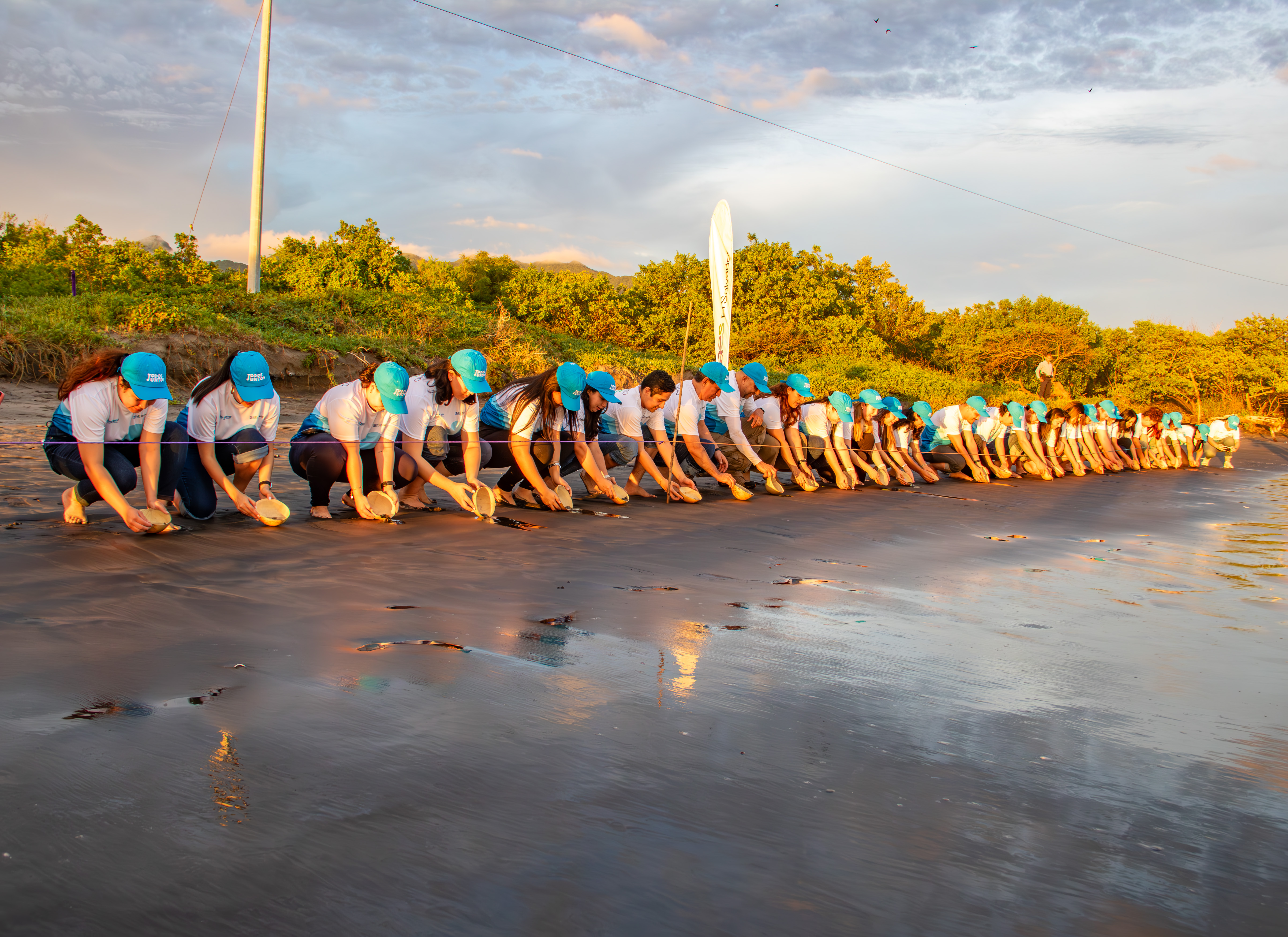 Una fila larga de personas, todas vestidas con camisetas blancas y gorras azules, están agachadas a lo largo de la orilla de una playa al atardecer. Cada persona parece estar liberando o preparando para liberar pequeñas tortugas marinas en la arena mojada. La luz dorada del sol poniente se refleja en la superficie del agua que llega a la orilla. Detrás de los voluntarios hay vegetación verde y una bandera blanca con un logo se alza en la distancia. El cielo muestra nubes dispersas teñidas de rosa y naranja.