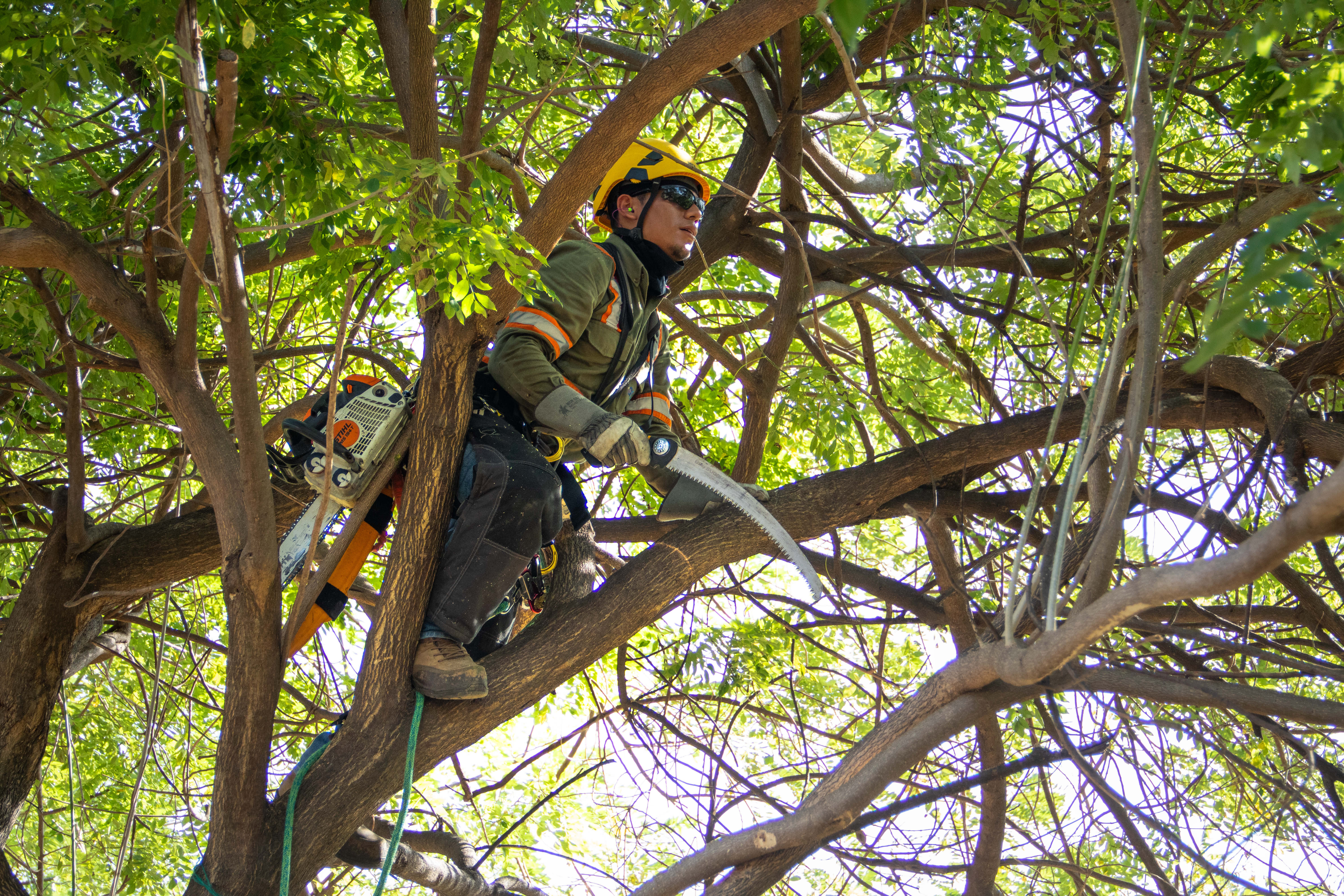 Un trepador de árboles vestido con equipo de seguridad, incluyendo un casco amarillo, gafas de sol y guantes, se encuentra en la copa de un árbol grande. Sostiene una sierra de mano y mira hacia un lado mientras se apoya en una rama robusta. Una motosierra está sujeta a su arnés a la izquierda. El follaje verde del árbol y la luz del sol crean un ambiente de trabajo al aire libre.