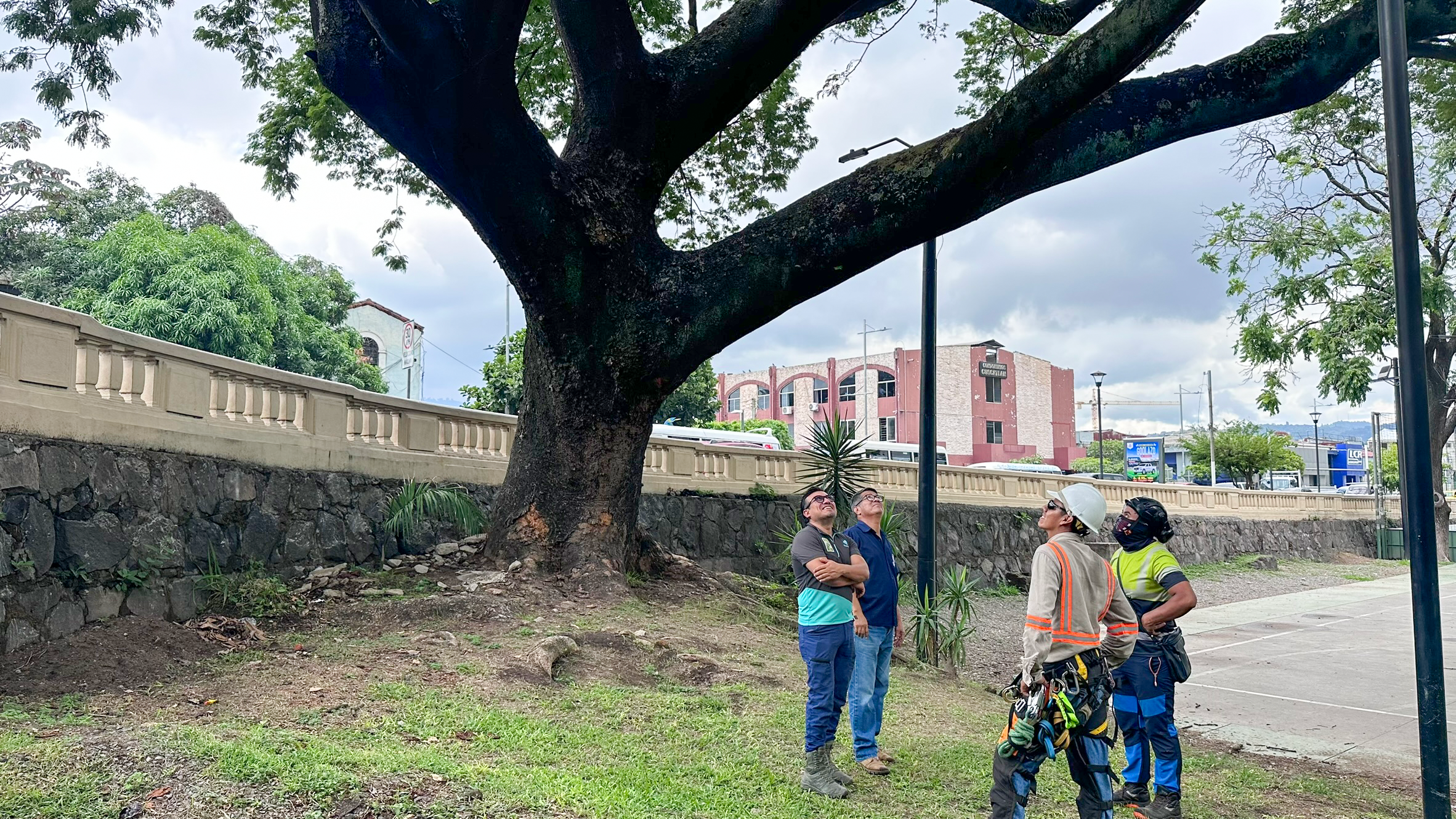 Four people stand under a large tree in a park, looking up at its branches. Two wear helmets and safety gear, suggesting they are workers. The background shows a stone wall and buildings under a cloudy sky.