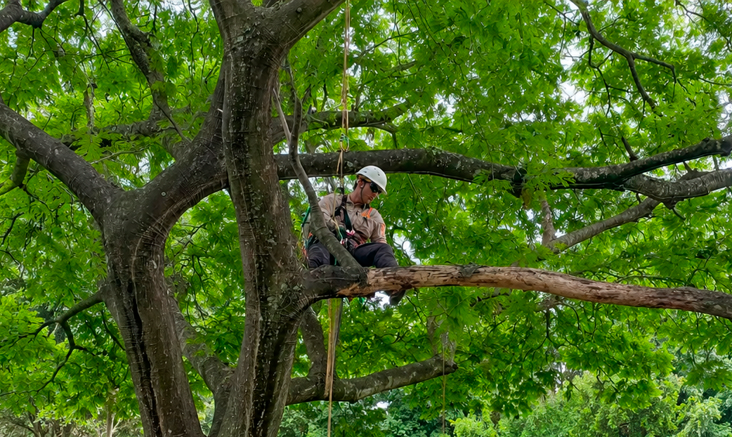 A person wearing a helmet and safety gear is sitting on a tree branch, surrounded by lush green leaves. They are secured with ropes, indicating tree climbing or maintenance work.