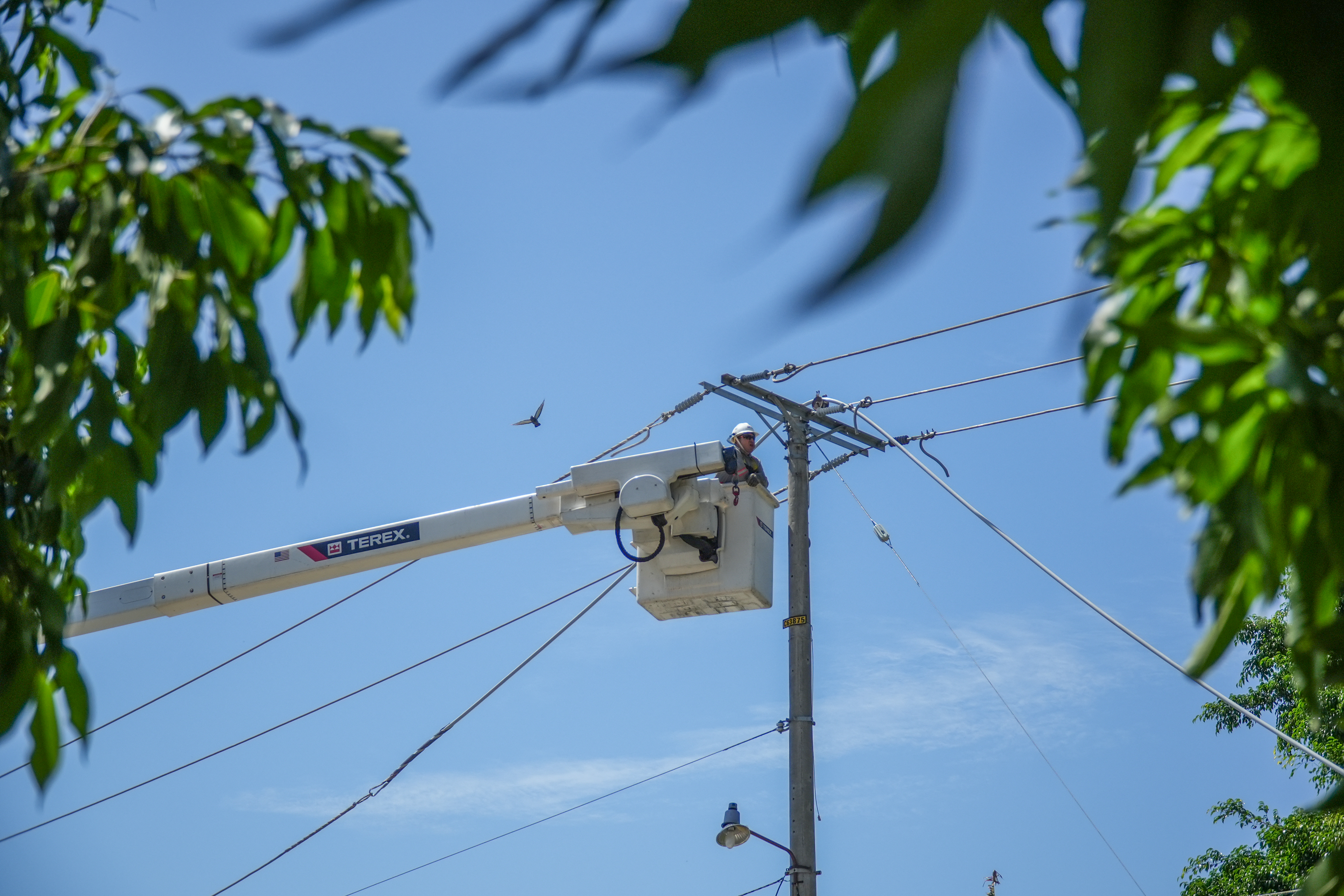 Vista contrapicada de un técnico con casco en la canasta de un camión grúa. El operario trabaja en un poste de luz reparando el tendido eléctrico. Múltiples cables de tensión cruzan un cielo azul despejado. En el fondo, un pájaro vuela a lo lejos y hojas verdes de árboles enmarcan los bordes superiores de la imagen.
