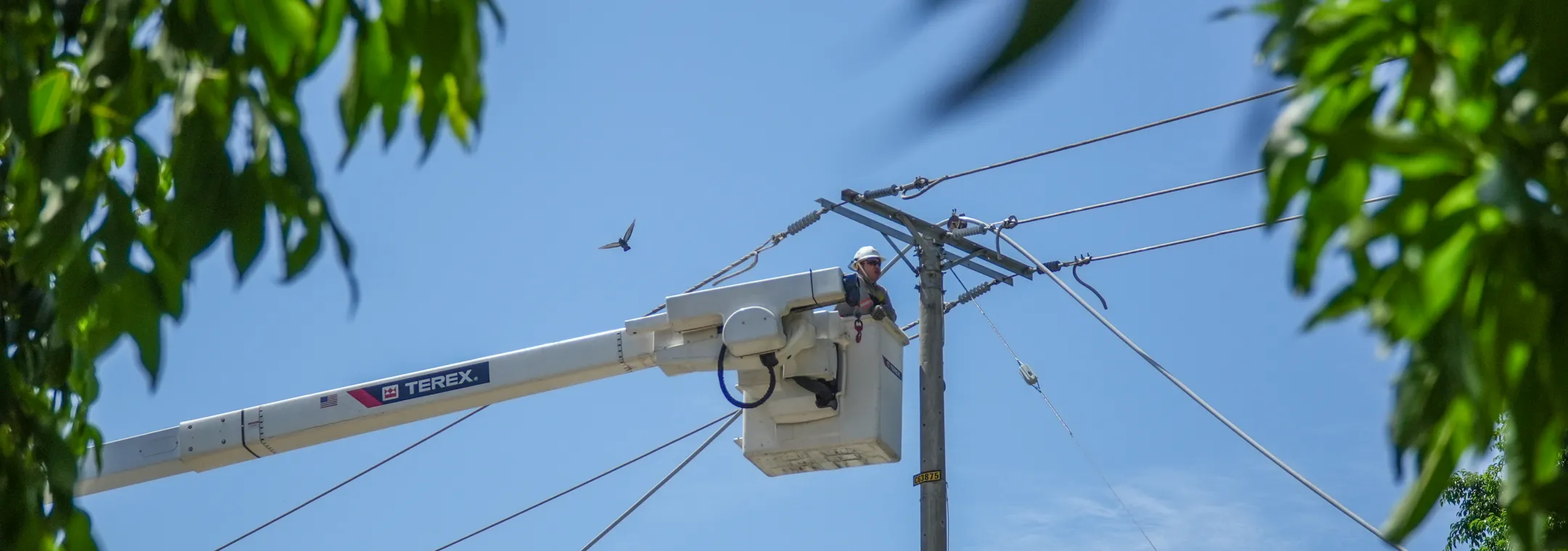 Vista contrapicada de un técnico con casco en la canasta de un camión grúa. El operario trabaja en un poste de luz reparando el tendido eléctrico. Múltiples cables de tensión cruzan un cielo azul despejado. En el fondo, un pájaro vuela a lo lejos y hojas verdes de árboles enmarcan los bordes superiores de la imagen.