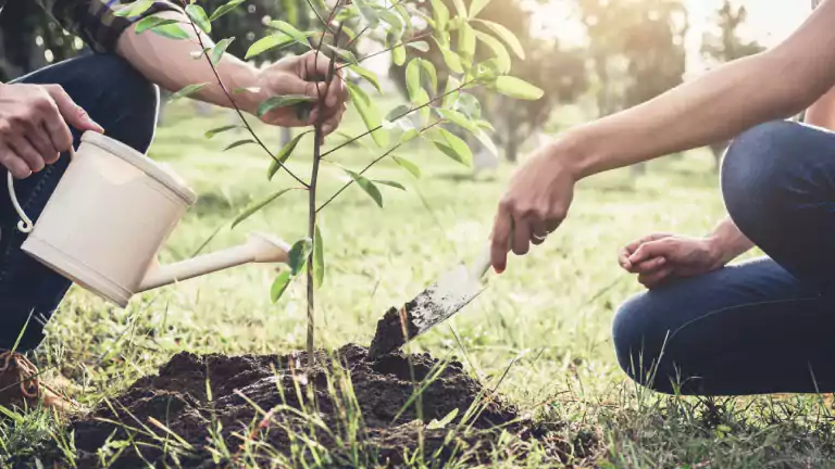 Planting a tree