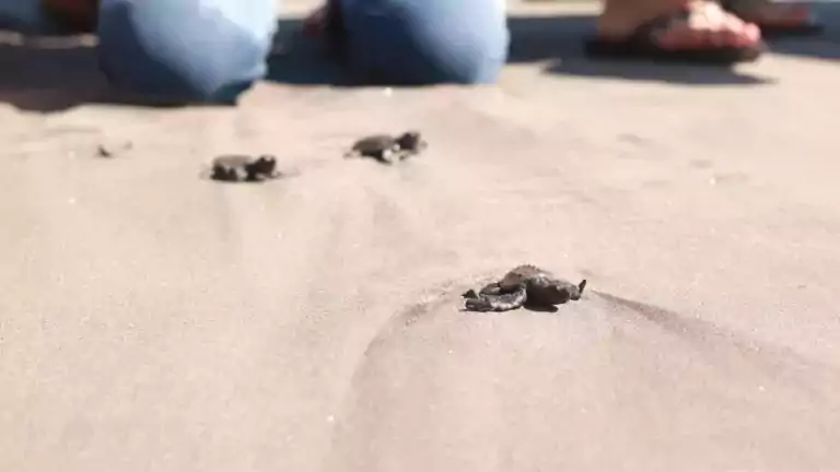 Turtle